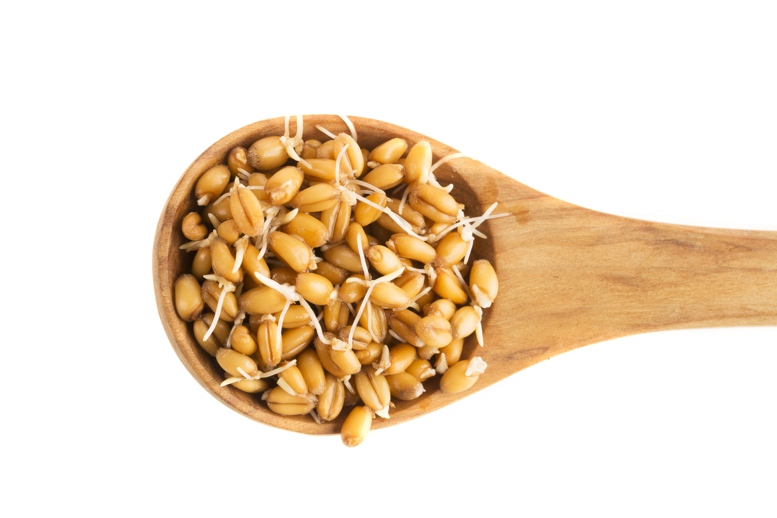 Sprouted grains beat processed flour on digestibility, nutrition