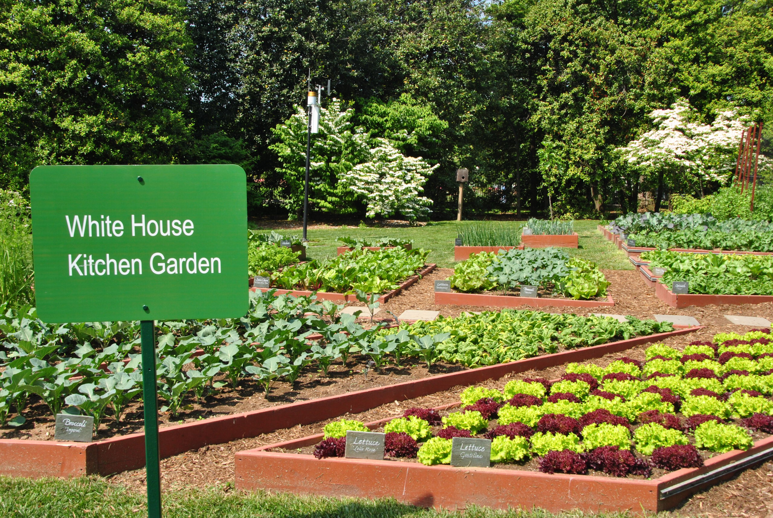 A view of Michelle Obama's White House kitchen  garden