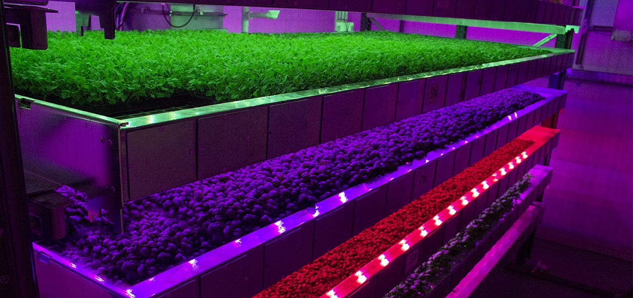 Agtech solutions allow farming to move indoors