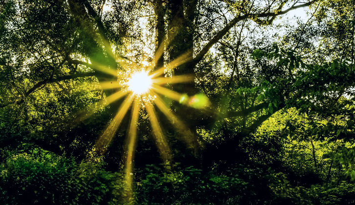 A photo of light shining through a forest, signaling hope.