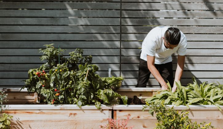 Chef harvesting produce from a container garden