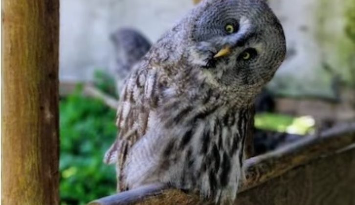 owl sitting among leaves, wood, tilting head sideways for article on sparking curiosity