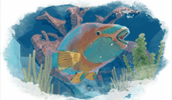 illustartion of a fish underwater for Smithsonian Institution teaching toolkit
