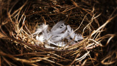 bird nest empty with just white feathers in it for article on changes