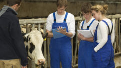 Farmer, cow and three student apprentices in a barn for article on CTE work-based experiences